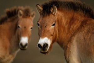 oldest-genome-sequenced-ancient-horse_68819_600x450